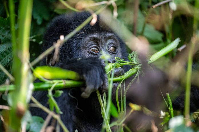 Kenya Great Migration and Rwanda Gorilla Trekking Self-Drive Safari